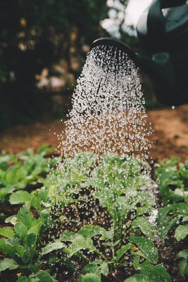 Les conseils d'un paysagiste Pays basque pour récupérer et utiliser l'eau de pluie dans votre jardin
