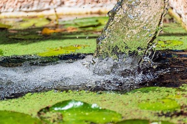 Comment purifier l'eau de manière naturelle et écologique ?