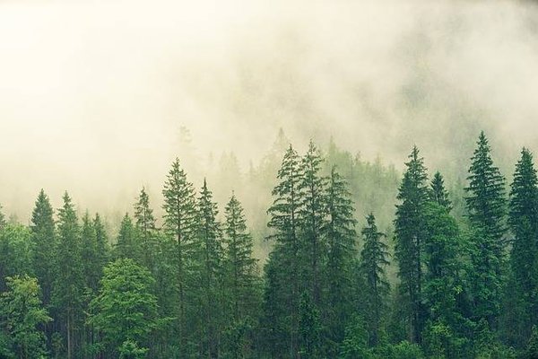 L'Importance Critique des Forêts pour l'Environnement et le Climat