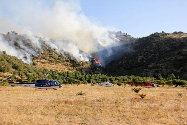 Les principaux dangers qui menacent les forêts dans le monde