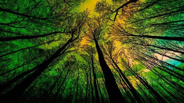 Qu'est-ce qu'un poumon vert et pourquoi est-il essentiel ?