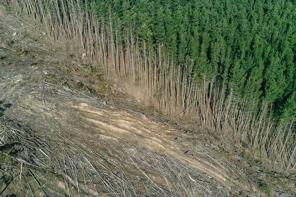 La déforestation et ses conséquences sur la biodiversité