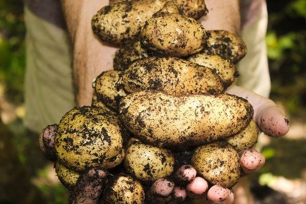 Les avantages et les inconvénients de l'agriculture biologique